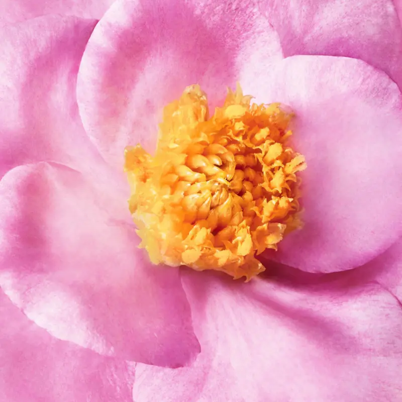 Hair Prodigieux High Shine Conditioner - Fényesítő Hajbalzsam 200 ml